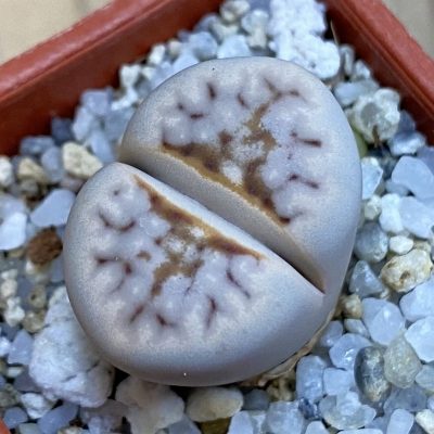 SH38361 Lithops julii 'Hot Lips'