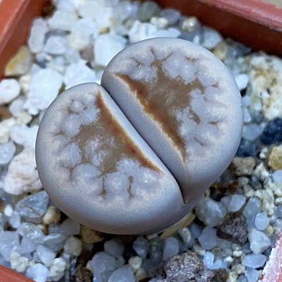 SH38362 Lithops julii 'Hot Lips'
