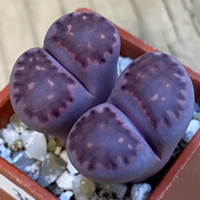 SH38363 Lithops salicola ‘Sato’s Violet’ hybrid