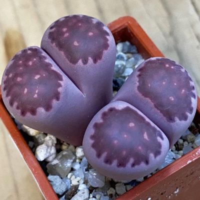 SH38364 Lithops salicola ‘Sato’s Violet’ hybrid