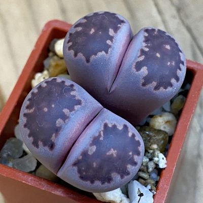 SH38365 Lithops salicola ‘Sato’s Violet’ hybrid