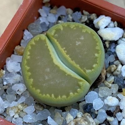 SH38367 Lithops hallii ‘Yellow Biscuit’