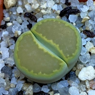 SH38368 Lithops hallii ‘Yellow Biscuit’