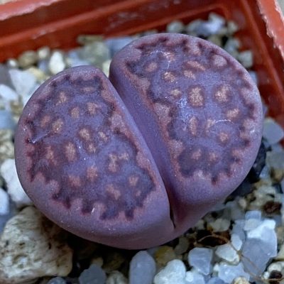 SH38369 Lithops salicola ‘Sato’s Violet’ hybrid
