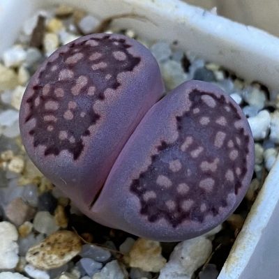 SH38370 Lithops salicola ‘Sato’s Violet’ hybrid