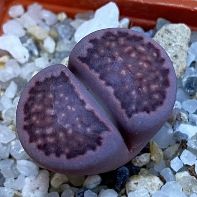 SH38371 Lithops salicola ‘Sato’s Violet’ hybrid