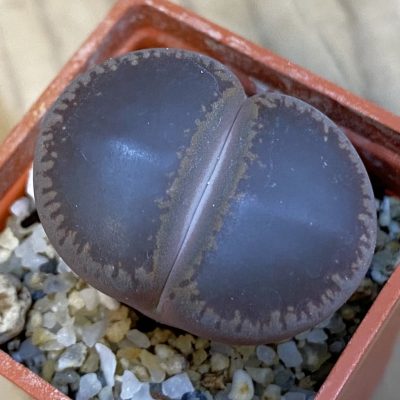 SH38372 Lithops aucampiae 'Ko'