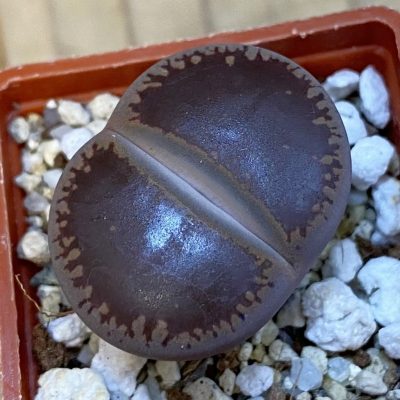 SH38373 Lithops aucampiae 'Ko'