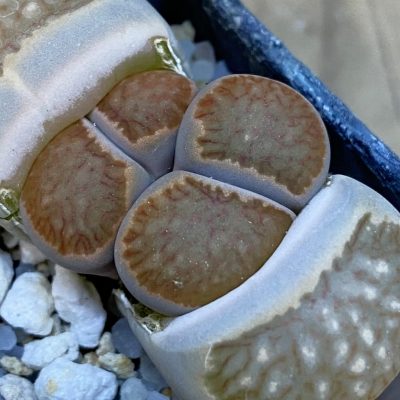 SH38374 Lithops julii 'Kikushogiyoku' hybrid