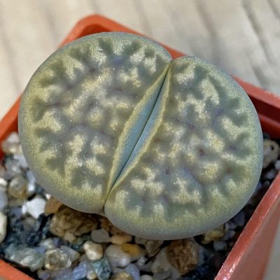 SH38375 Lithops karasmontana v. bella