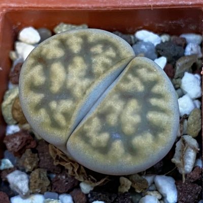 SH38376 Lithops karasmontana v. bella