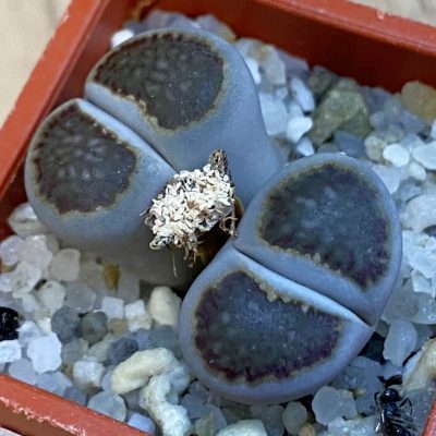 SH38377 Lithops julii ‘Kikushogiyoku’ hybrid