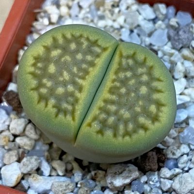 SH38378 Lithops hallii 'Green Soapstone'
