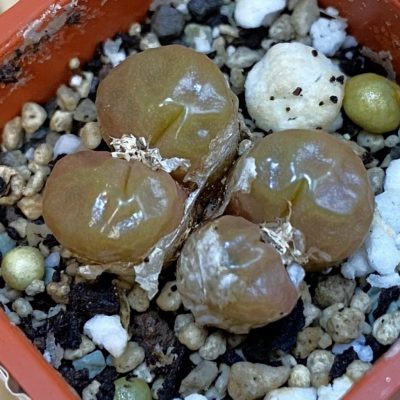 SH38379 Conophytum angelicae ssp. tetragonum