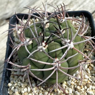 SH38303 Gymnocalycium saglionis