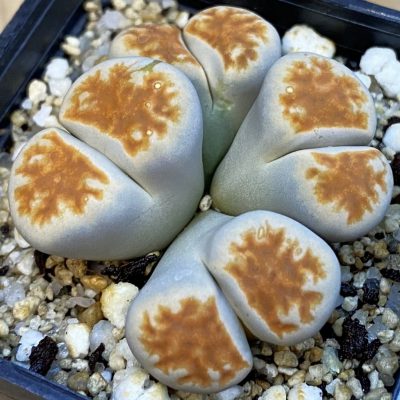 SH38380 Lithops karasmontana v. lateritia f. monstrosa