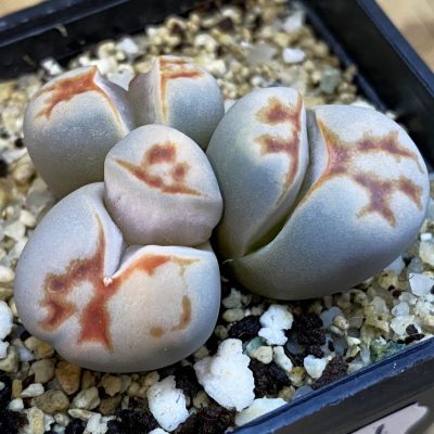 SH38381 Lithops karasmontana v. lateritia f. monstrosa
