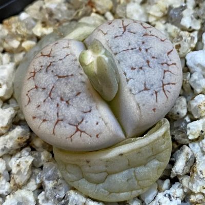 SH38383 Lithops gracilidelineata