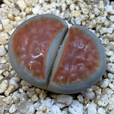 SH38385 Lithops karasmontana 'Top Red'