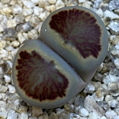 SH38386 Lithops julii 'Kikushogiyoku' hybrid