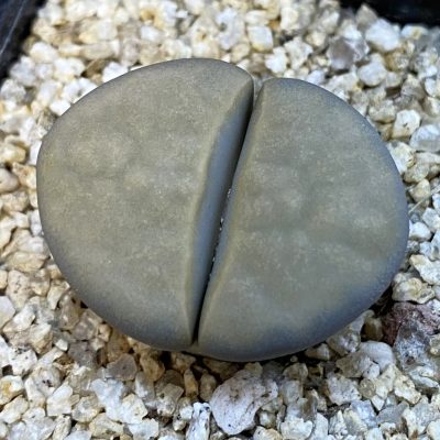 SH38389 Lithops karasmontana v. opalina