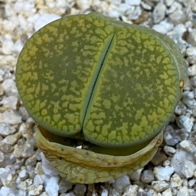 SH38390 Lithops aucampiae 'Jackson's Jade'