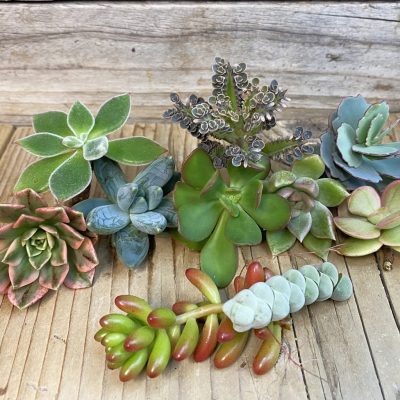 SH38395 Succulents mix, cuted