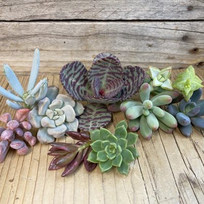 SH38396 Succulents mix, cuted