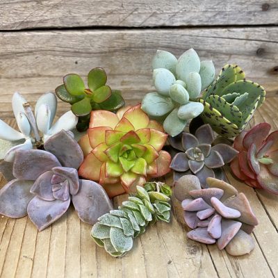 SH38397 Succulents mix, cuted