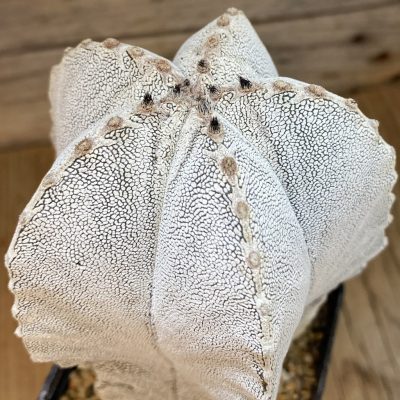 SH38304 Astrophytum myriostigma 'Onzuka', 12 years old