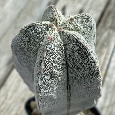 SH38305 Astrophytum myriostigma ‘Onzuka’ ‘Fukuryu’, 10 years old