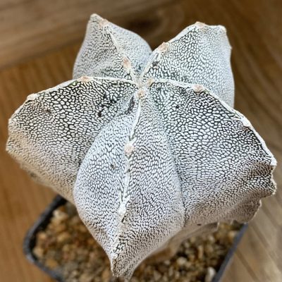 SH38307 Astrophytum myriostigma ‘Onzuka’, 10 years old
