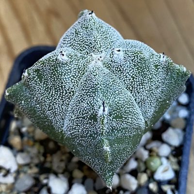 SH38308 Astrophytum myriostigma ’Kikko’ v. quadricostatum