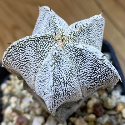SH38310 Astrophytum myriostigma ‘Onzuka’