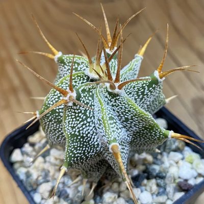 SH38311 Astrophytum ornatum