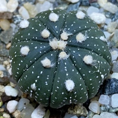 SH38312 Astrophytum asterias 'Ooibo' hybrid