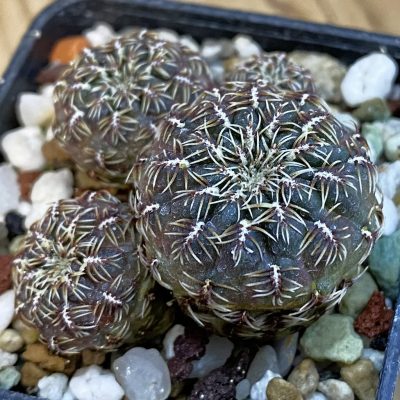 SH38313 Sulcorebutia canigueralii v. applanata