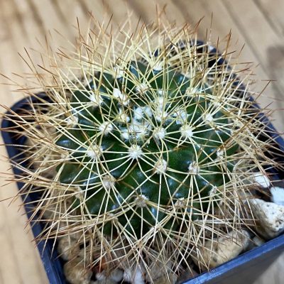SH38314 Discocactus horstiorum MH 738, own roots