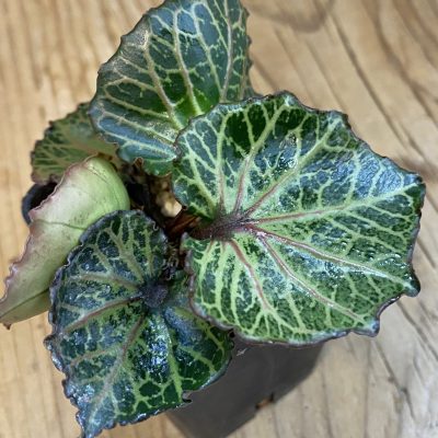 SH38315 Euphorbia francoisii ‘Maple Leaf’