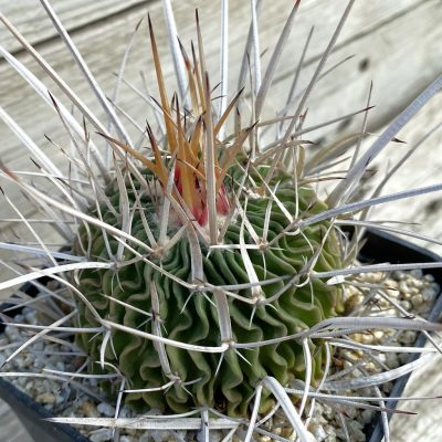 SH38299 Echinofossulocactus crispatus, 10 years old