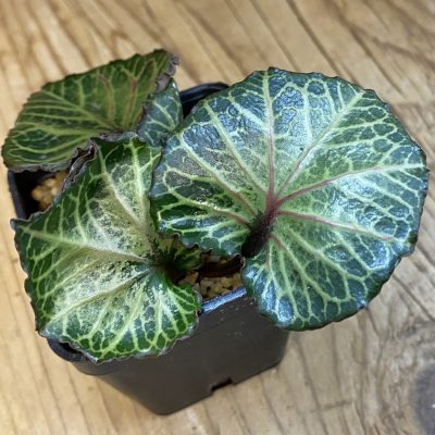 SH38316 Euphorbia francoisii ‘Maple Leaf’