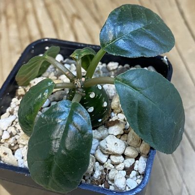 SH38317 Dorstenia foetida