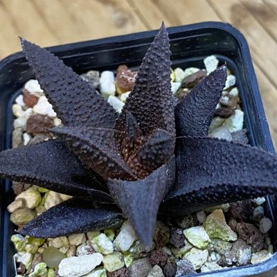 SH38318 Haworthia scabra x koelmaniorum