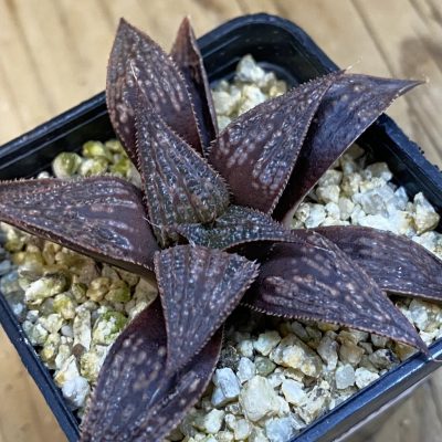SH38319 Haworthia splendens ‘Yuki Keshiki’ hybrid