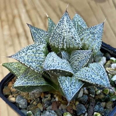 SH38320 Haworthia hybrid