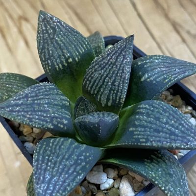 SH38321 Haworthia ‘Kuroshima Dekenahii’ hybrid