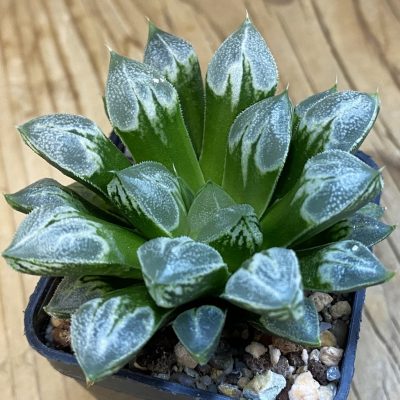 SH38322 Haworthia 'Love Heart'