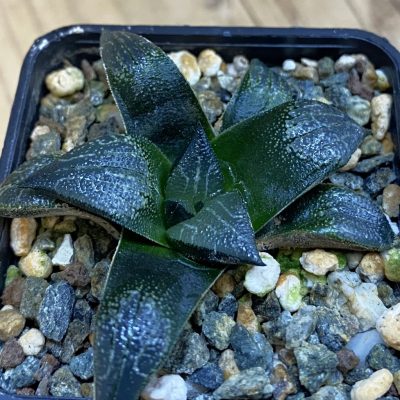 SH38324 Haworthia marxii