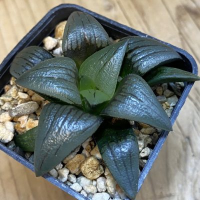 SH38325 Haworthia atrofusca -Japan-