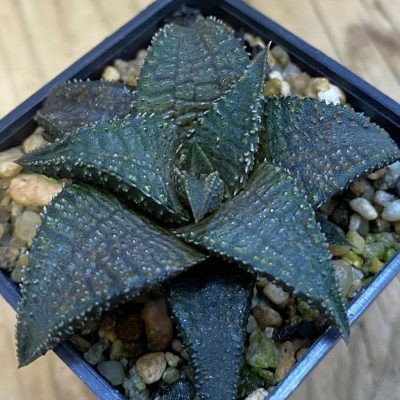 SH38326 Haworthia koelmaniorum ‘Black Dragon’